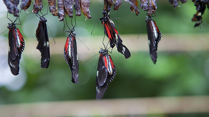 Transformation, Quelle: Plainpicture/ Malcom Hanes