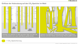 Einfluss der Holznutzung auf den CO2-Speicher im Wald