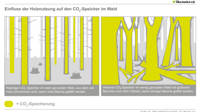 Einfluss der Holznutzung auf den CO2-Speicher im Wald