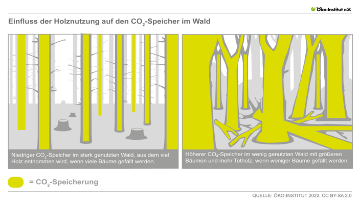 Einfluss der Holznutzung auf den CO2-Speicher im Wald