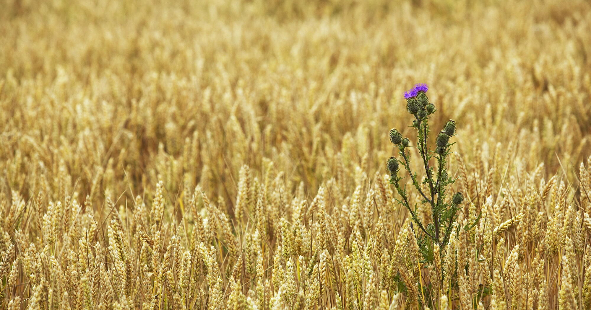 Landwende: Klima- & Bodenschutz durch Nachhaltigkeit