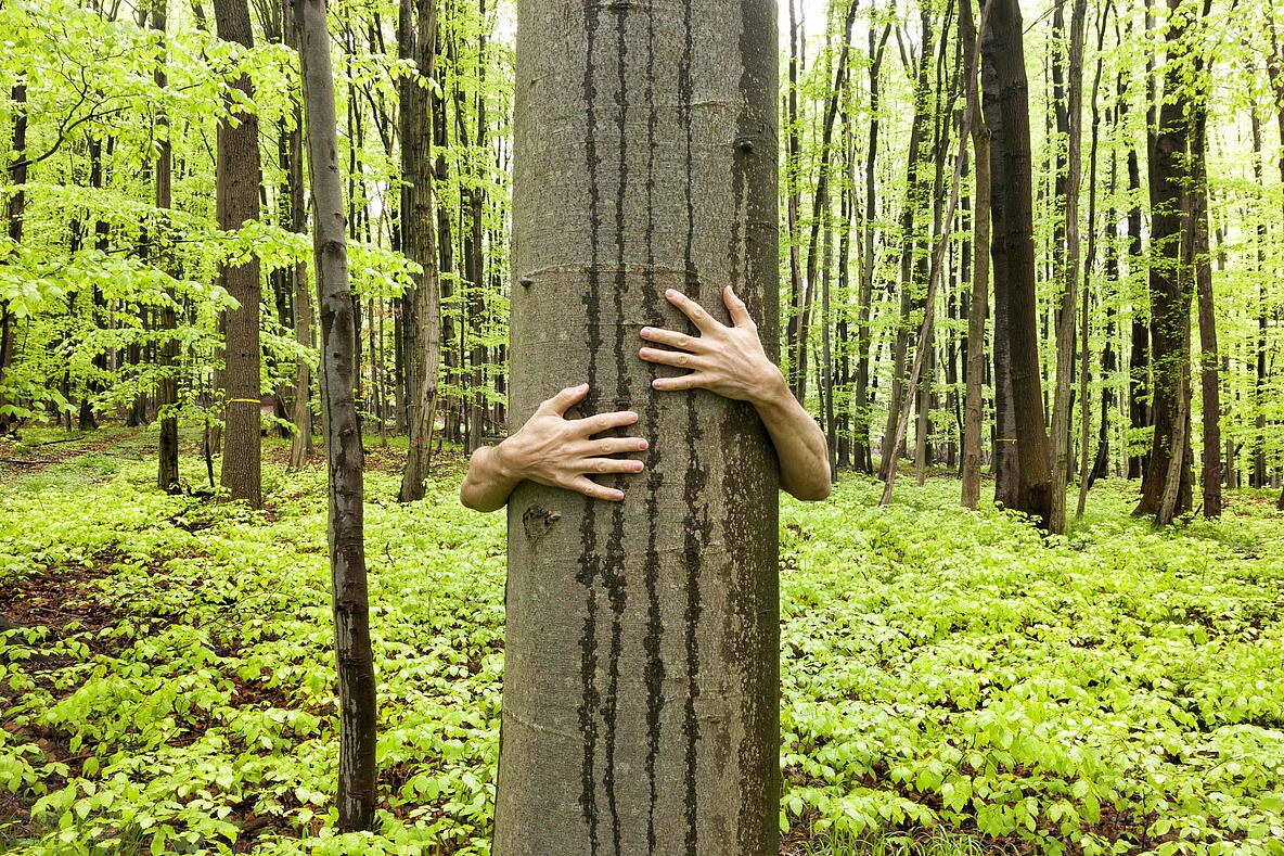 Baum der von Händen umklammert wird
