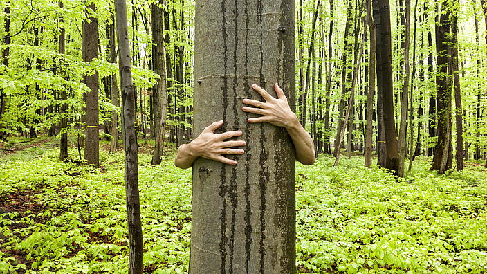 Baum der von Händen umklammert wird