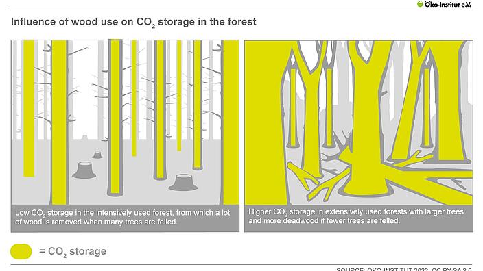 Impact of wood use on forest carbon pools