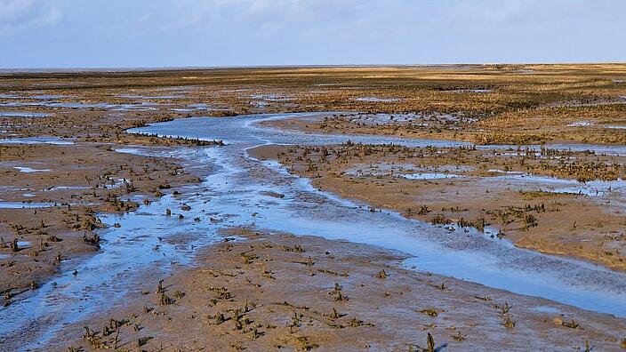Salzwiese an der Nordsee