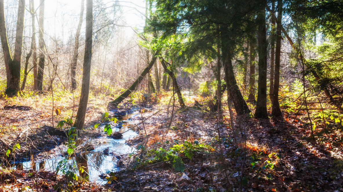 wässriges Waldgebiet