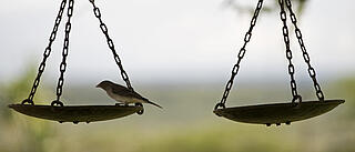 Waage auf der ein Vogel sitzt, im Hintergrund Bäume