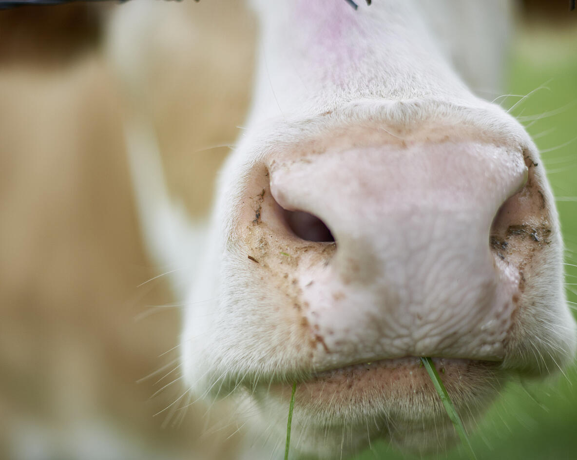 Close up einer Kuh beim Fressen