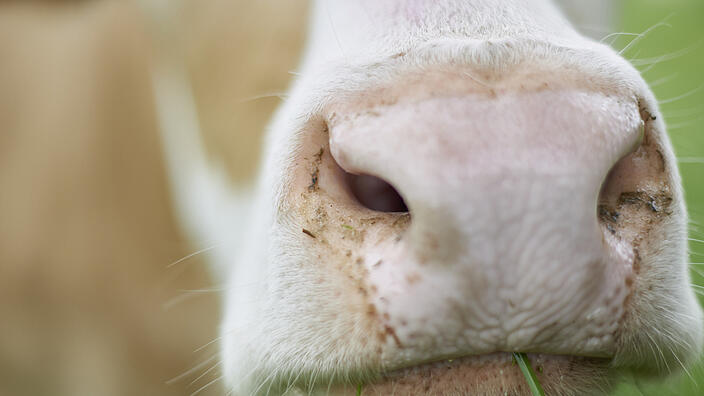 Close up einer Kuh beim Fressen