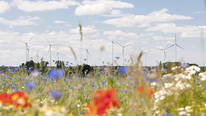 Windräder hinter einer Blumenwiese