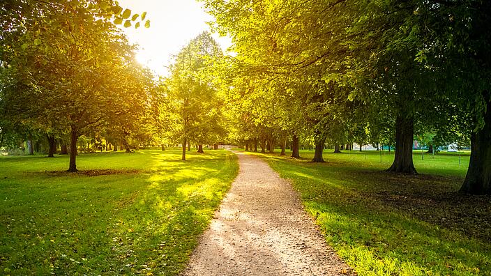 schmaler Weg zwischen grünen Bäumen führt über eine Wies nach hinten zum Sonnenlicht