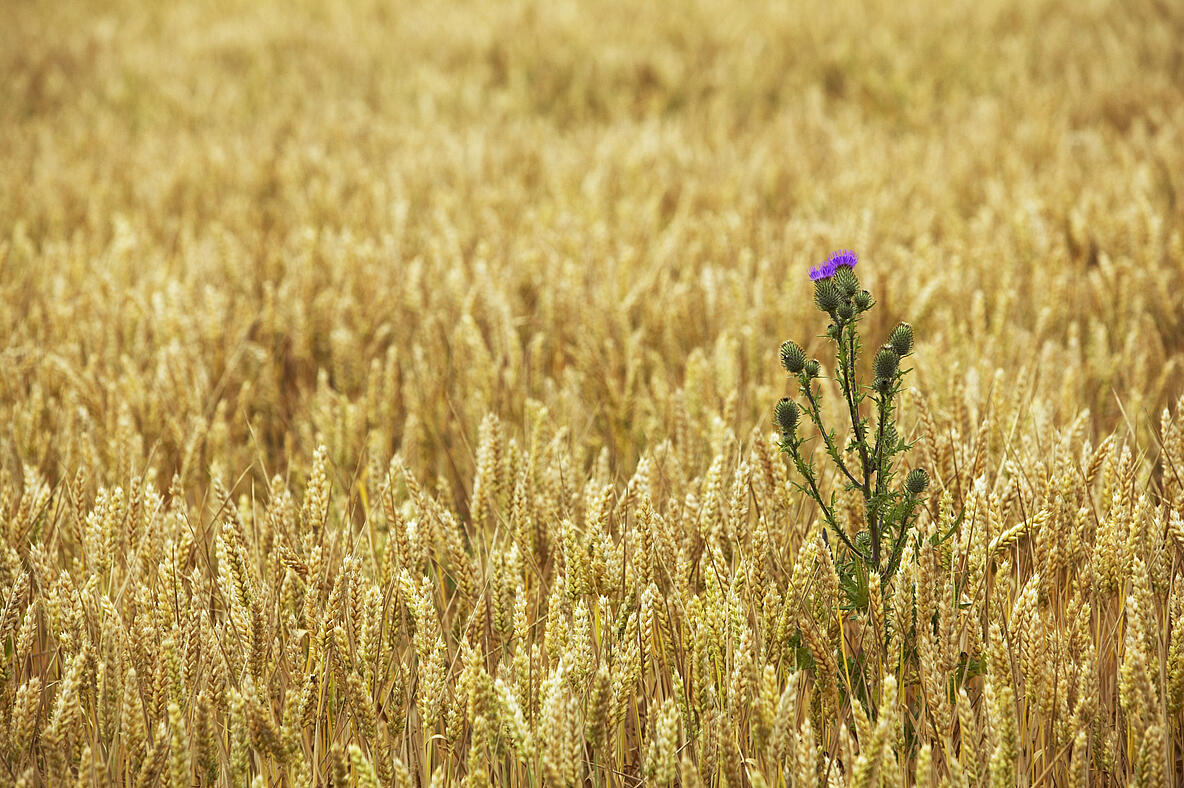 blühende Klette inmitten eines Getreidefelds