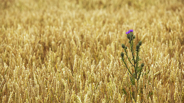 blühende Klette inmitten eines Getreidefelds