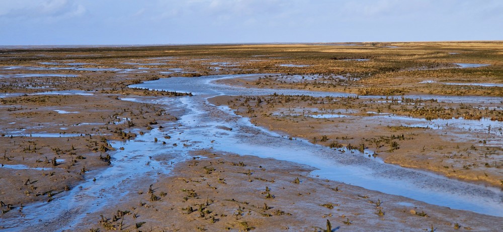 Salzwiese an der Nordsee