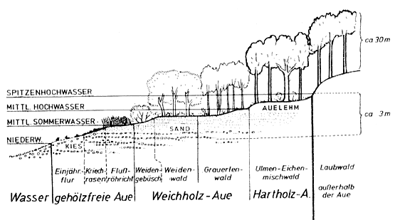 Quelle: Vegetation Mitteleuropas mit den Alpen. In öklogischer, dynamischer und historischer Sicht. Heinz Ellenberg, Christoph Quelle: Vegetation Mitteleuropas mit den Alpen. In ökologischer, dynamischer und historischer Sicht. Heinz Ellenberg, Christoph Leuschner. 1334 S., 716 Abb., 203 Tabellen, 6 Karten, Ulmer-Verlag, Stuttgart 2010 