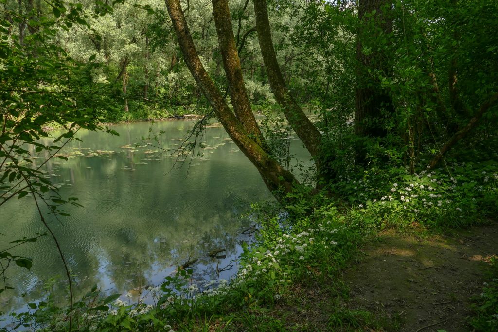 Mitterwasser-Auwald © Siegfried J.K. Grammer - Own work, CC BY-SA 3.0 at, https://commons.wikimedia.org