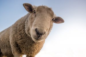 Schafe als Unkrautvernichter im ökologischen Anbau von Weihnachtsbäumen, Quelle: skitterphoto/pixabay